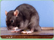 rat control Kidderminster